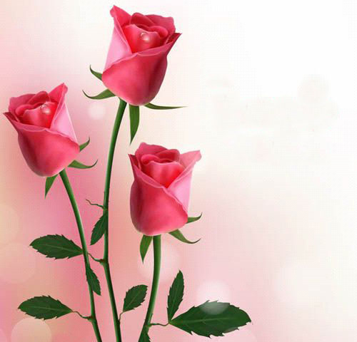 三枝红玫瑰