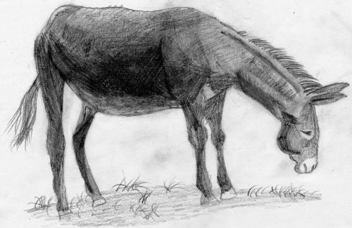 张口说话的老驴-传奇故事