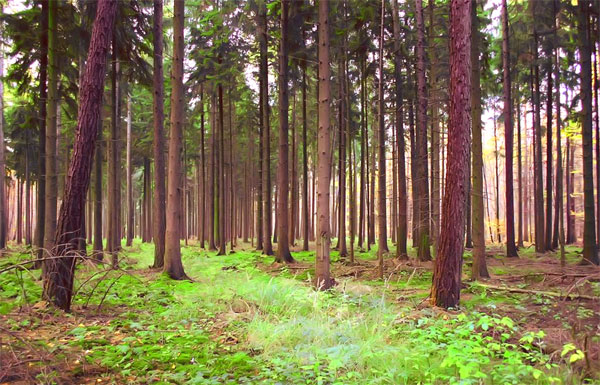 有时梦想会以我们意想不到的方式变为现实