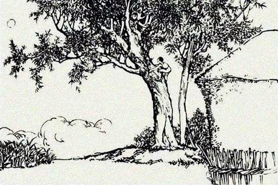 惹祸端的李子树