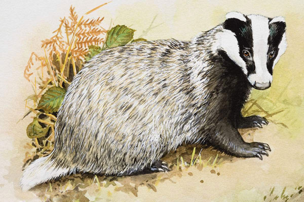 捕獾的父子-民间故事