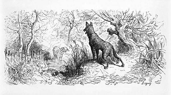 不忘养育之恩的狼