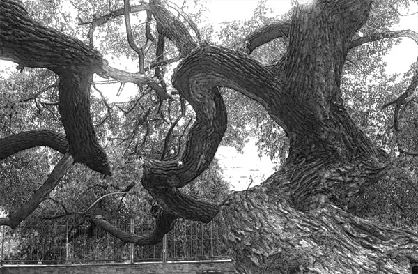 一棵歪脖子树配图