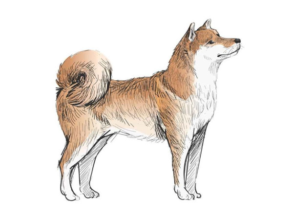 大山里一人一狗